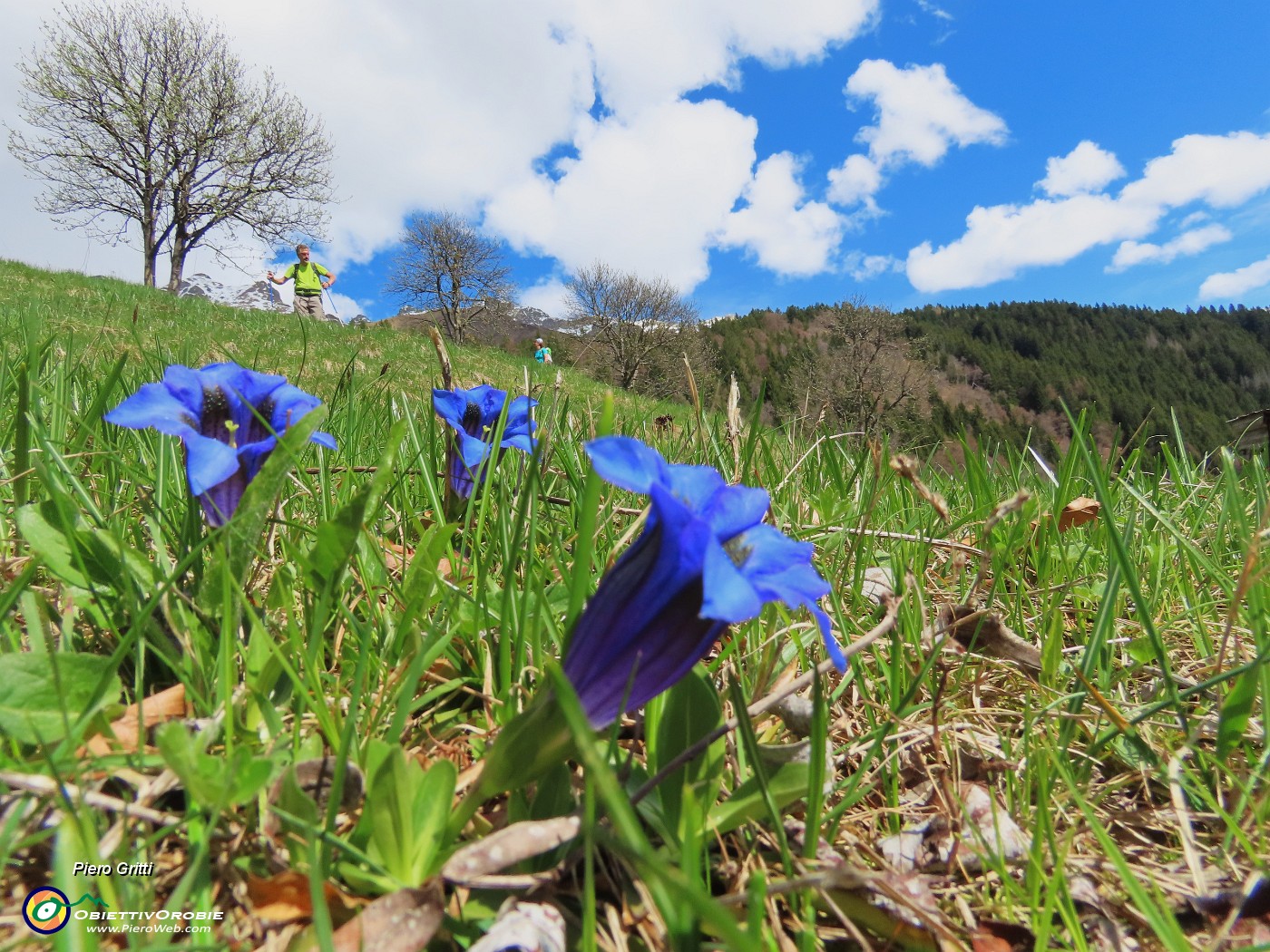 45 Fiori di Gentiana clusii (Genziana di Clusius).JPG